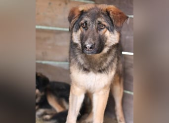 MO❤️ junger, kluger, lernwilliger und sehr hübscher Schäferhund-Mix-Rüde