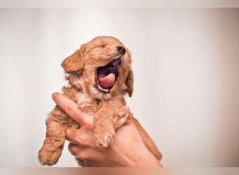 5 Wunderschöne Maltipoo-Welpen suchen ein neues, liebevolles Zuhause!