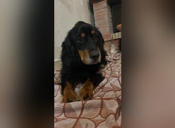 Arthur sucht sein für immer Zuhause