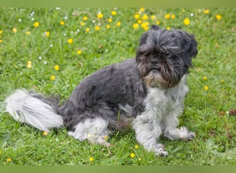 Sir Bobby - kinderlieber, gut erzogener Schatz - Tierhilfe Franken e.V.