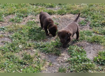 LABRADOR WELPEN Reinrassig mit Ahnentafel - GRAU und BRAUN - Beste Familienzucht