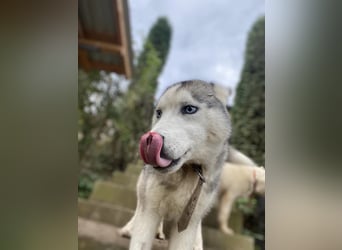 Lobo - wunderschöner Husky