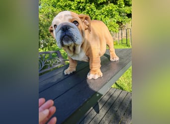 Englische Bulldogge Welpen mit FCI Papiere