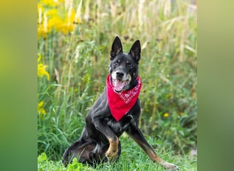 Misha ❤️ Hundeopi mit schwerem Schicksal sucht Geborgenheit