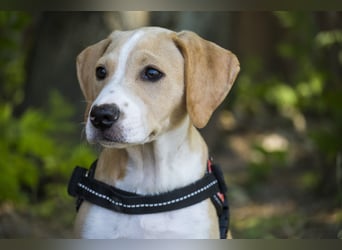 Bubba SI – 3 Jungs suchen ihr großes Abenteuer