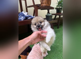 Bonnie SR - Spitz-Prinzessin sucht ihr Für-immer-Zuhause