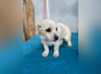 Lili LM – neugieriges Hunde-Mädchen sucht liebevolles Zuhause mit Herz und Verstand