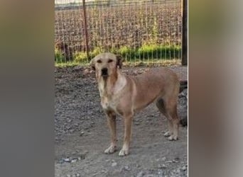 Schüchterne Punchy sucht ein Zuhause
