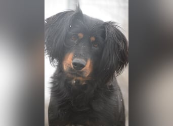 Serena - anfangs etwas schüchtern, eine sehr freundliche Hündin