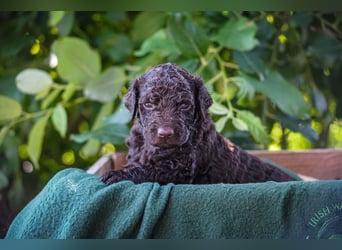 Irish Water Spaniel Welpen / Nichthaarend / FCI - VDH Zucht