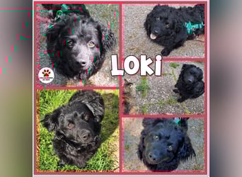 Liebevoller Mischlingsrüde Loki sucht sein Traum zuhause