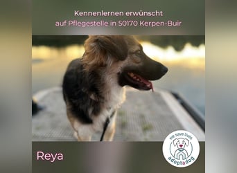 Reya: Wunderschön und voller Energie (auf Pflegestelle in 50170 Kerpen-Buir)