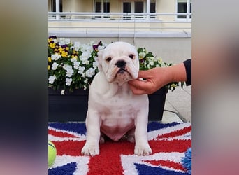 Englische Bulldoggen welpen Top Pedigree FCI