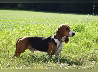 Der zauberhafte Vasko, ein reinrassige Basset Artesien Normand sucht ein neues Zuhause. Eine seltene