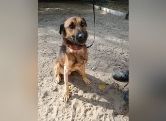 Leo möchte ein Zuhause