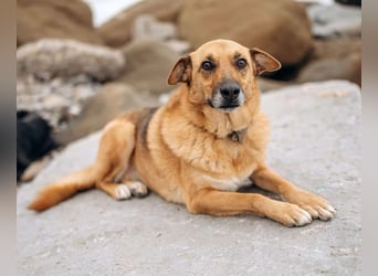 Wunderbares Zuhause für Gerda gesucht