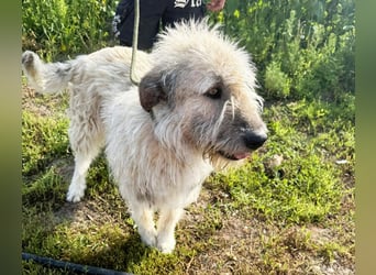 Monty – sanftmütiger, weiser, großer Bub sucht seine Menschen