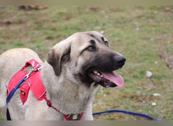 Nala – Sanfte Hündin mit großem Herz, sucht ein liebevolles Zuhause!