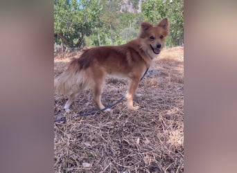Romeo – riesengroßes Hundeherz im feinen, kleinen Pelz!