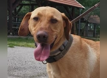 Boburék, evtl. Labrador-Mix, ist aktiv und wasserbegeistert !