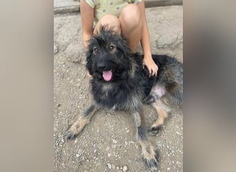 Wuscheliger Grey sucht seine Familie