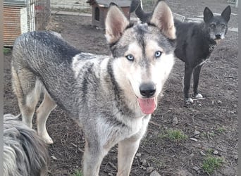 Schöne Nova sucht dringend ein neues Zuhause