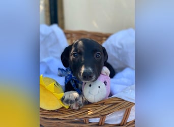 Alex LM - Zuhause gesucht – Neun kleine Hundekinder auf großer Mission