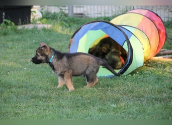 Schäferhund Welpen mit VDH Ahnentafel