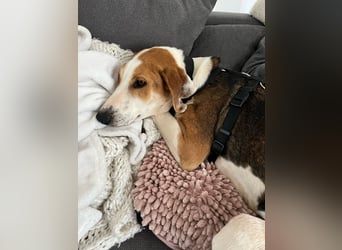 Familienhund Lona, zu besuchen in Bad Nauheim