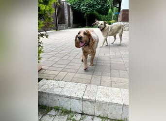 Toller Philipp sucht seine Familie!