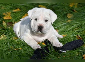 Shar-Pei x Labrador Mix Welpen stellen sich vor......