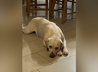 Labrador