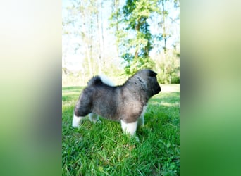 Amerikanische Akita