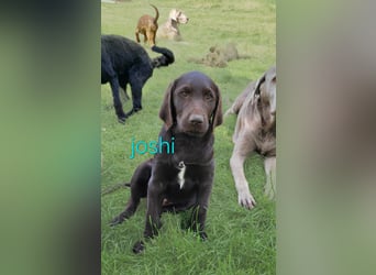 Welpen Labradoodle F1 Braun Könispudel x Labrador