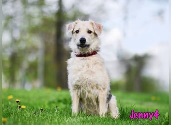 Jenny4 geb. 01/2018 - bezaubernde und super liebe, kleine Wuschelhündin!
