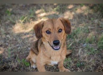 DEXTER – Sanfter Junghund mit tollem Wesen sucht sein Zuhause