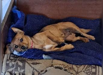 Kleine Bella ( * 02.2024 ) sucht ihre Menschen
