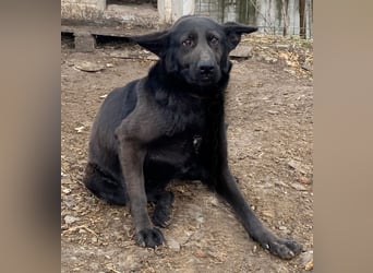 Himerra - schlau und lernwillig