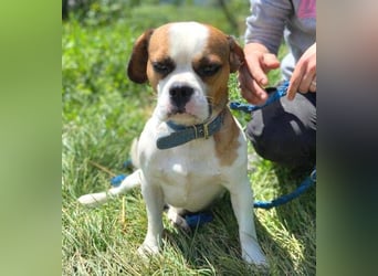 Ruben, Puggle Mischling