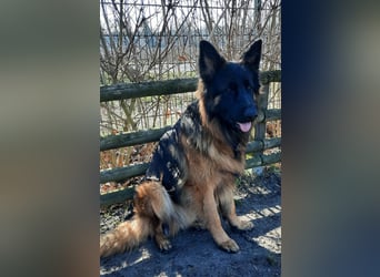 Langstockhaar Schäferhund  Rüde