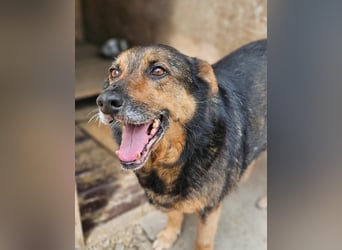 Maya - freundliche, kluge, ruhige Schäferhundmix-Seniorin / z.Zt. noch in Rumänien