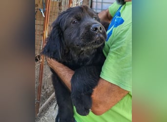 ARCHIE❤️ junger, kinderlieber Chow-Chow-Retriever-Mix-Rüde: perfekter Familienhund!