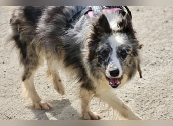 Daisy, freundlich, offen und ausmerksam