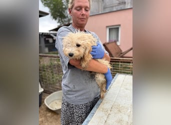 Abu, verspielter Maltipoo Welpe geb. 2025