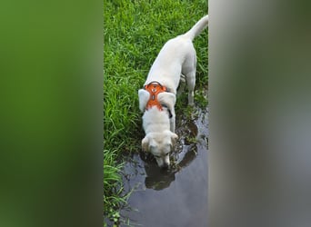 Der hübsche Marlon sucht ein neues Zuhause