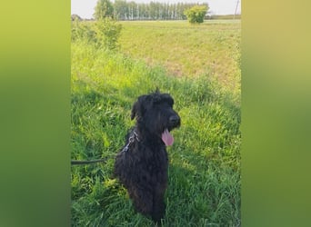 Jacky VI – Lebensfroher Riesenschnauzer sucht aktives Zuhause