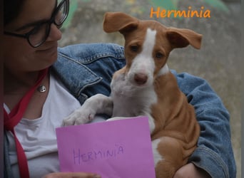 Herminia geb. 03/2025 (ESP) - menschenbezogene Podenco Ibicenco Welpin!