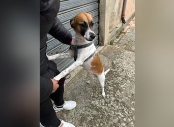 Chicca – eine neue Familie finden -