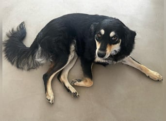 Miley - anhängliche, liebe und katzenverträgliche Hündin / z.Zt. noch in Rumänien
