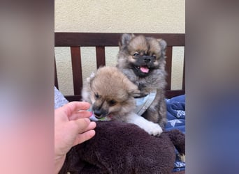 Bonnie SR - Spitz-Prinzessin sucht ihr Für-immer-Zuhause